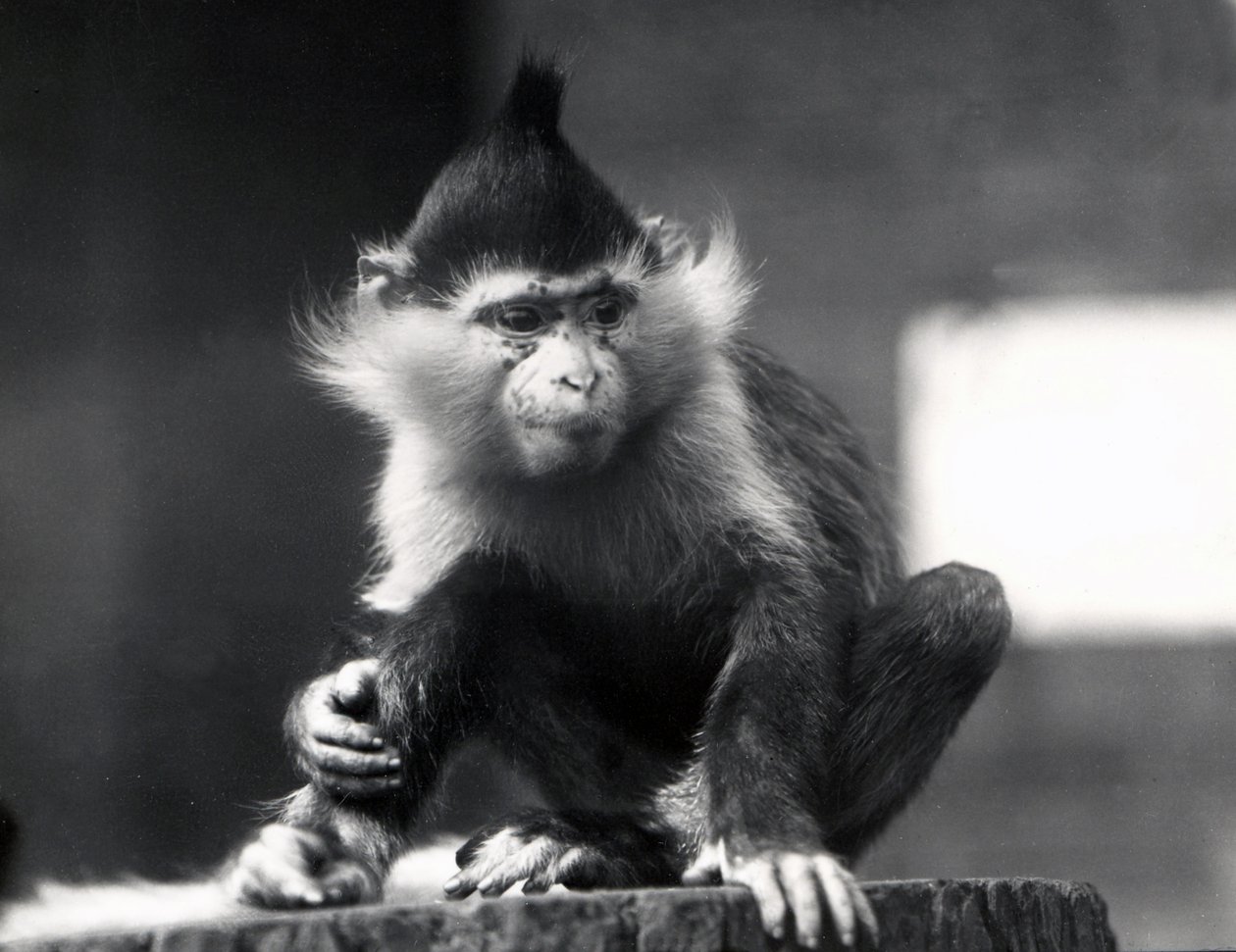 Opice Mangabey, Freckles, v ZSL London Zoo, od července 1925 od Frederick William Bond
