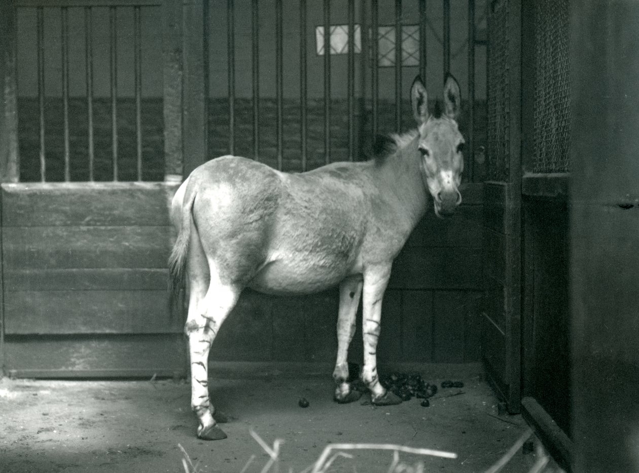 Somálský divoký osel v londýnské zoo, 1915. Somálský osel divoký je ohrožený poddruh afrického osla divokého. od Frederick William Bond