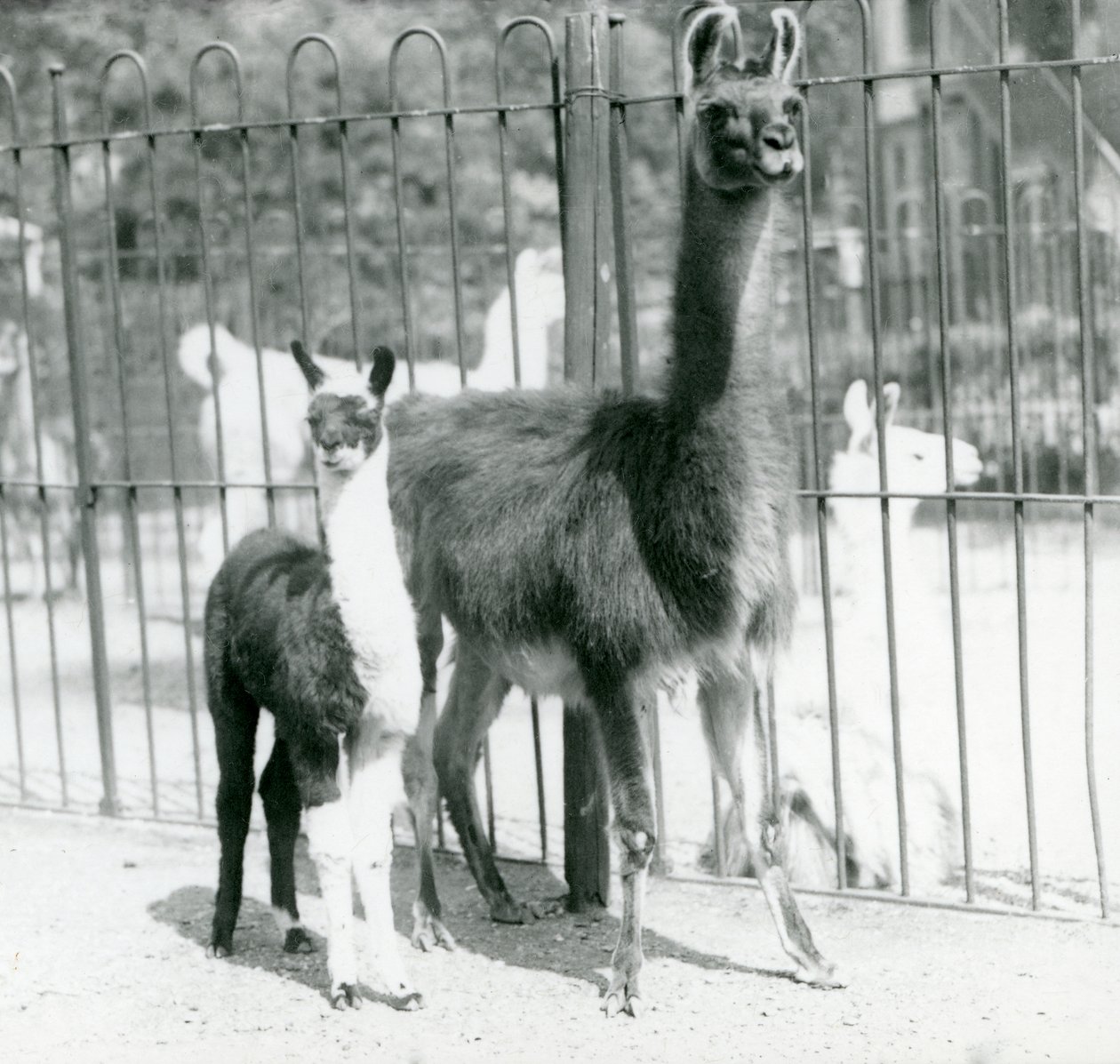 Mládě lamy neboli Cria s matkou v londýnské zoo, srpen 1923 (černobílá fotografie) od Frederick William Bond