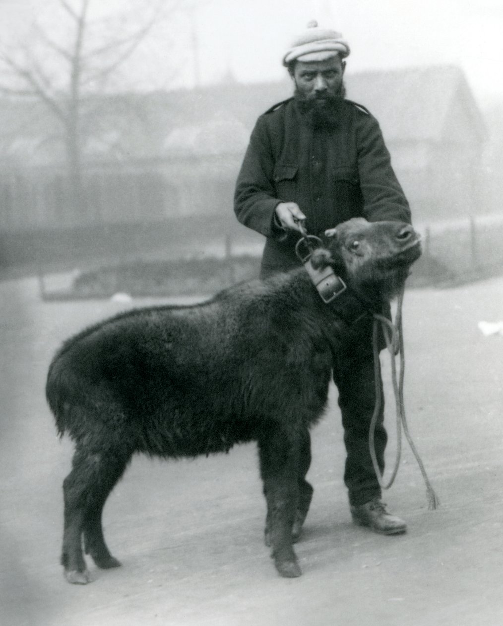 Samice takina, také známá jako kamzík nebo koza gnu s psovodem, Londýnská zoo, duben 1923 (černobílá fotografie) od Frederick William Bond