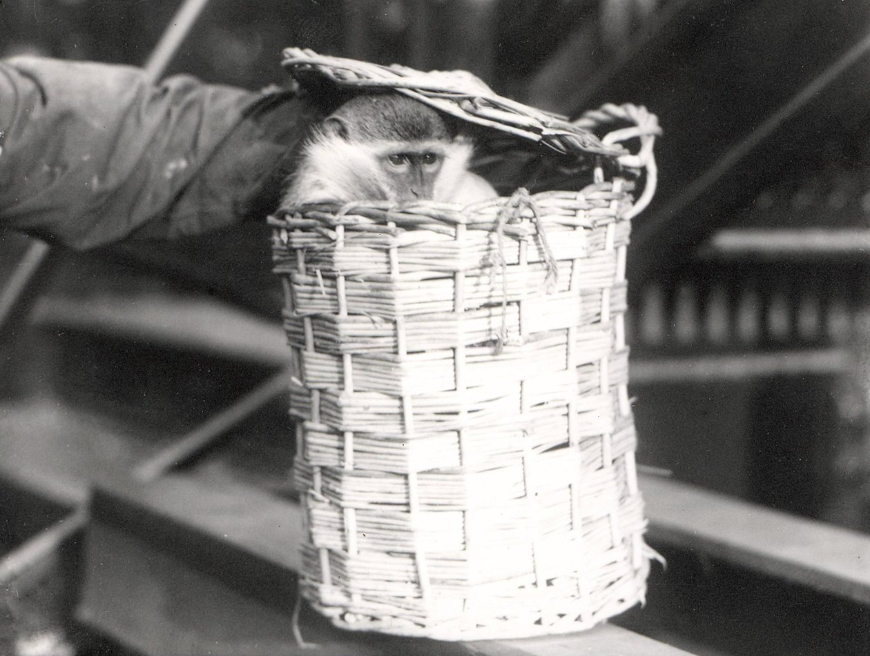 Opice v koši v ZSL London Zoo, prosinec 1922 od Frederick William Bond