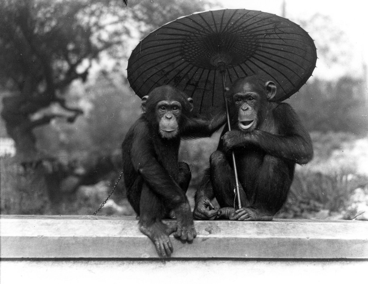 Pár šimpanzů v ZSL London Zoo, 1931 od Frederick William Bond