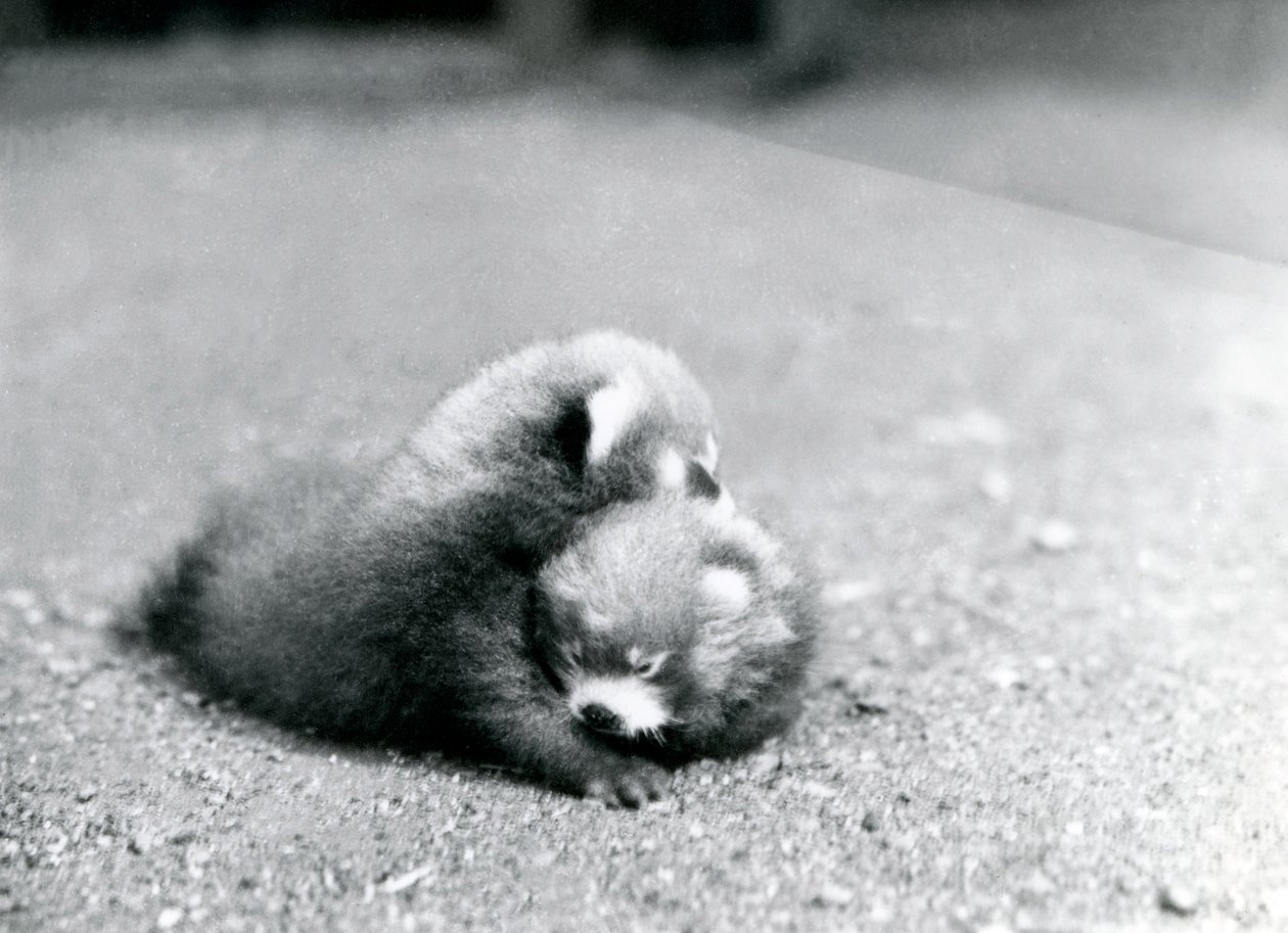 Pár mláďat pandy červené v londýnské zoo, 1919 od Frederick William Bond