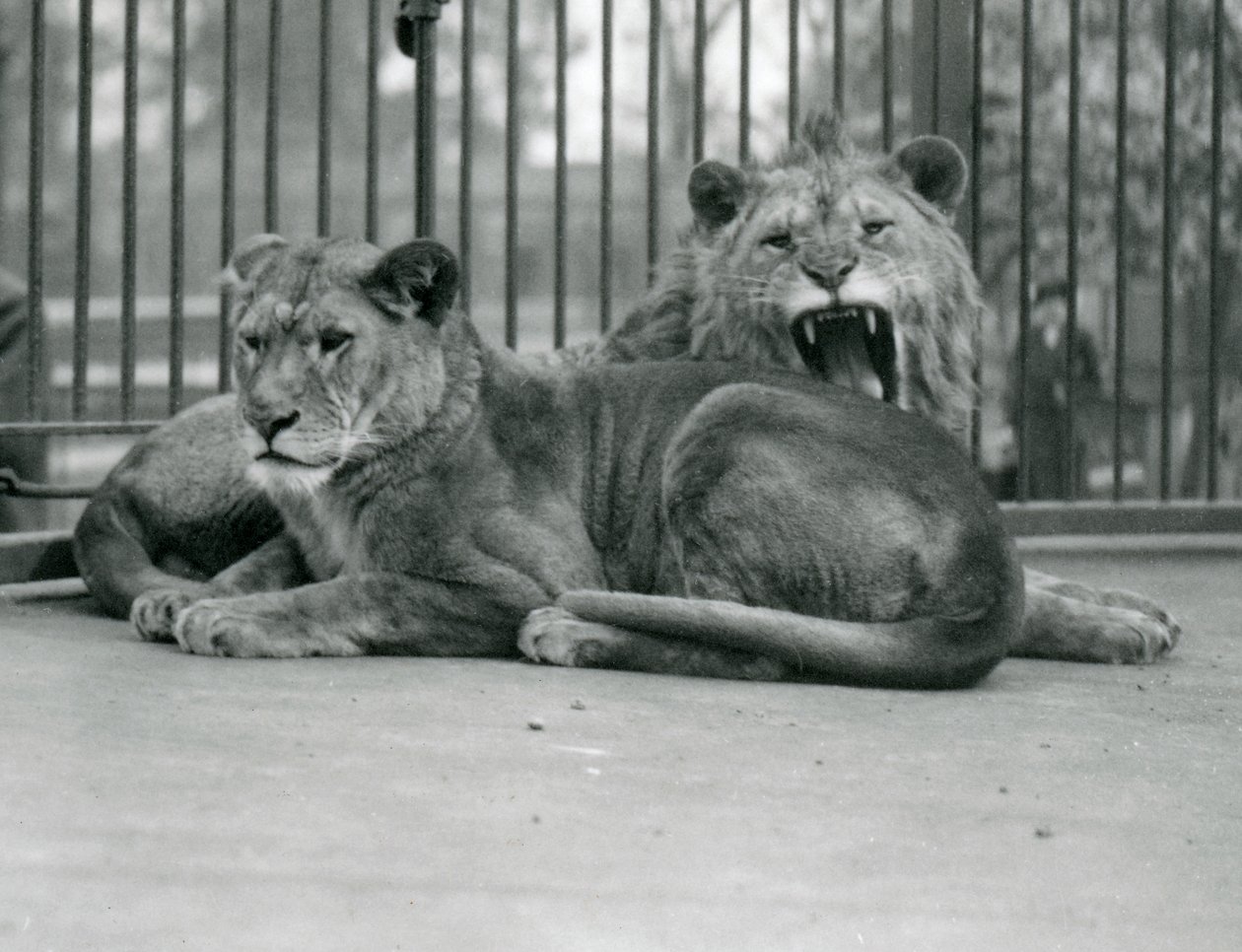 Pár lvů, Abdullah a Fatima, Londýnská zoo, květen 1923 (černobílá fotografie) od Frederick William Bond