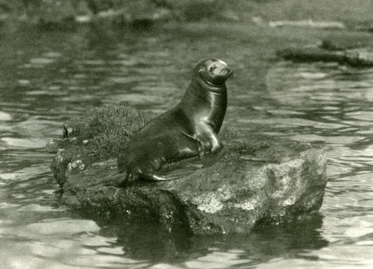 Mladý lachtan kalifornský sedící na skále ve svém bazénu v londýnské zoo, říjen 1923 (černobílá fotografie) od Frederick William Bond