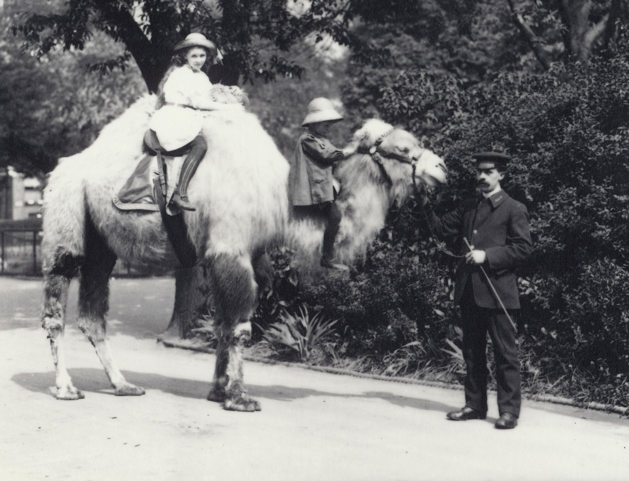 Arabský velbloud s Keeperem, na kterém jezdí dvě děti, dívka na hrbu a mladší dítě na krku, Londýnská zoo, květen 1914 od Frederick William Bond