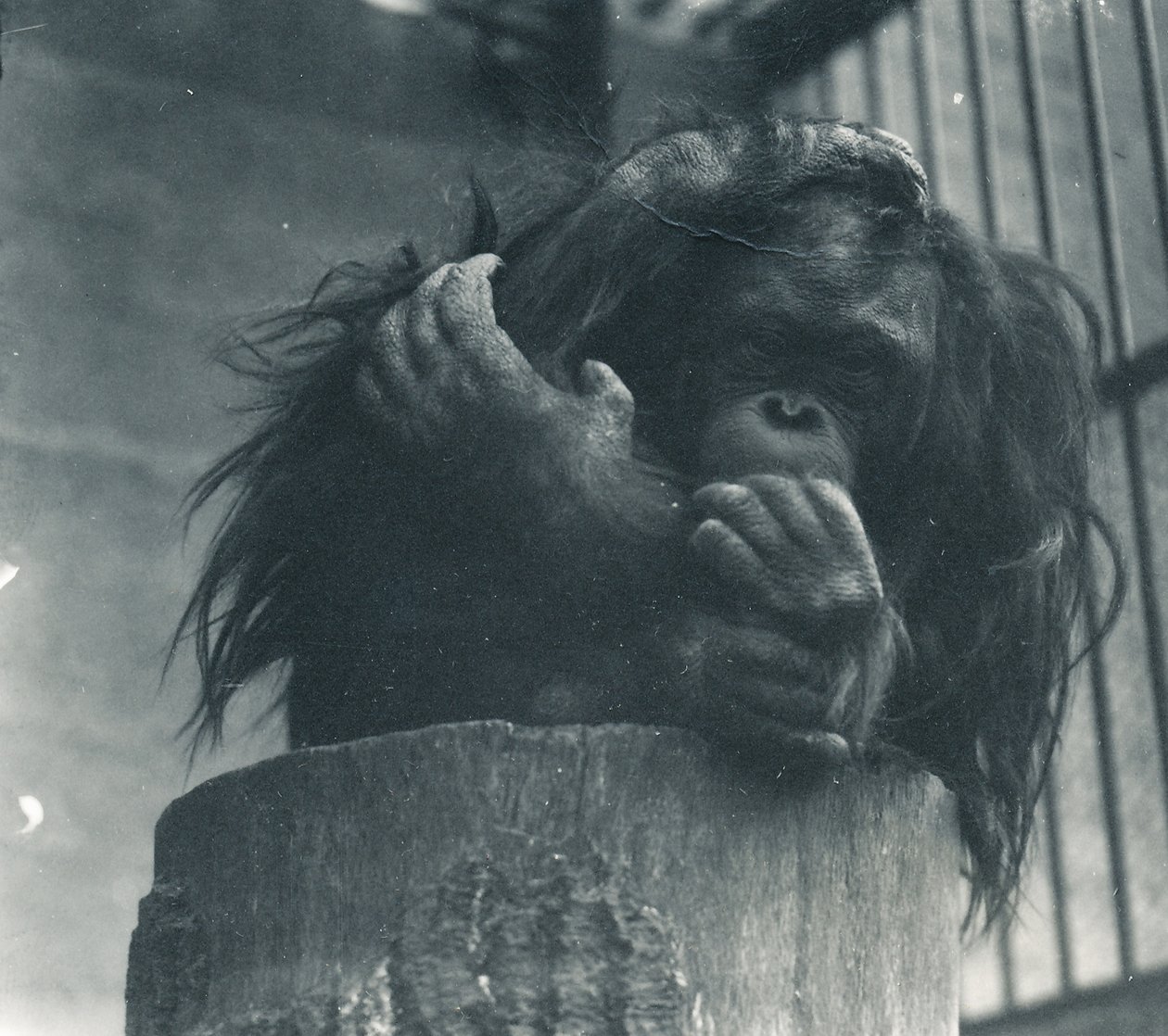 Orangutan v ZSL London Zoo, duben 1923 od Frederick William Bond