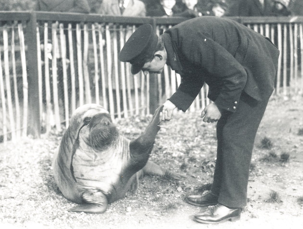 Mrož Andy v londýnské zoo ZSL, 1925 od Frederick William Bond