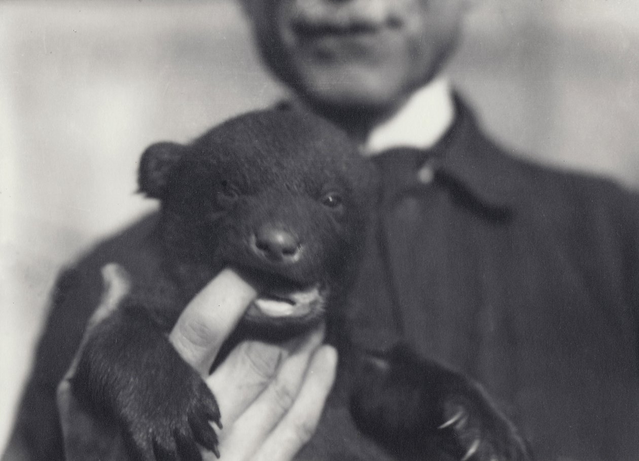 Medvídě hnědé x černé ve věku 6 týdnů, žvýkající prst chovatele, který ho drží, v londýnské zoo, únor 1920 od Frederick William Bond