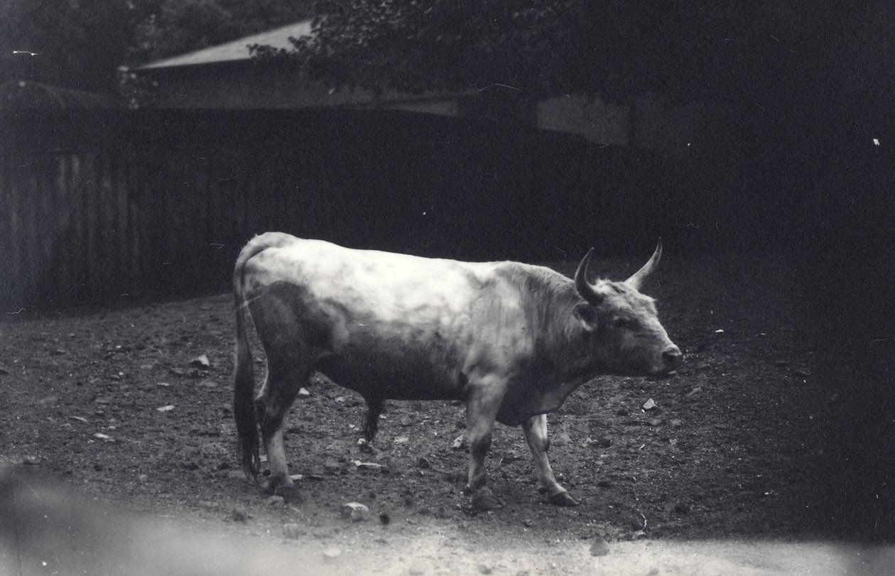 Chillinghamský býk v londýnské zoo, červen 1917 od Frederick William Bond