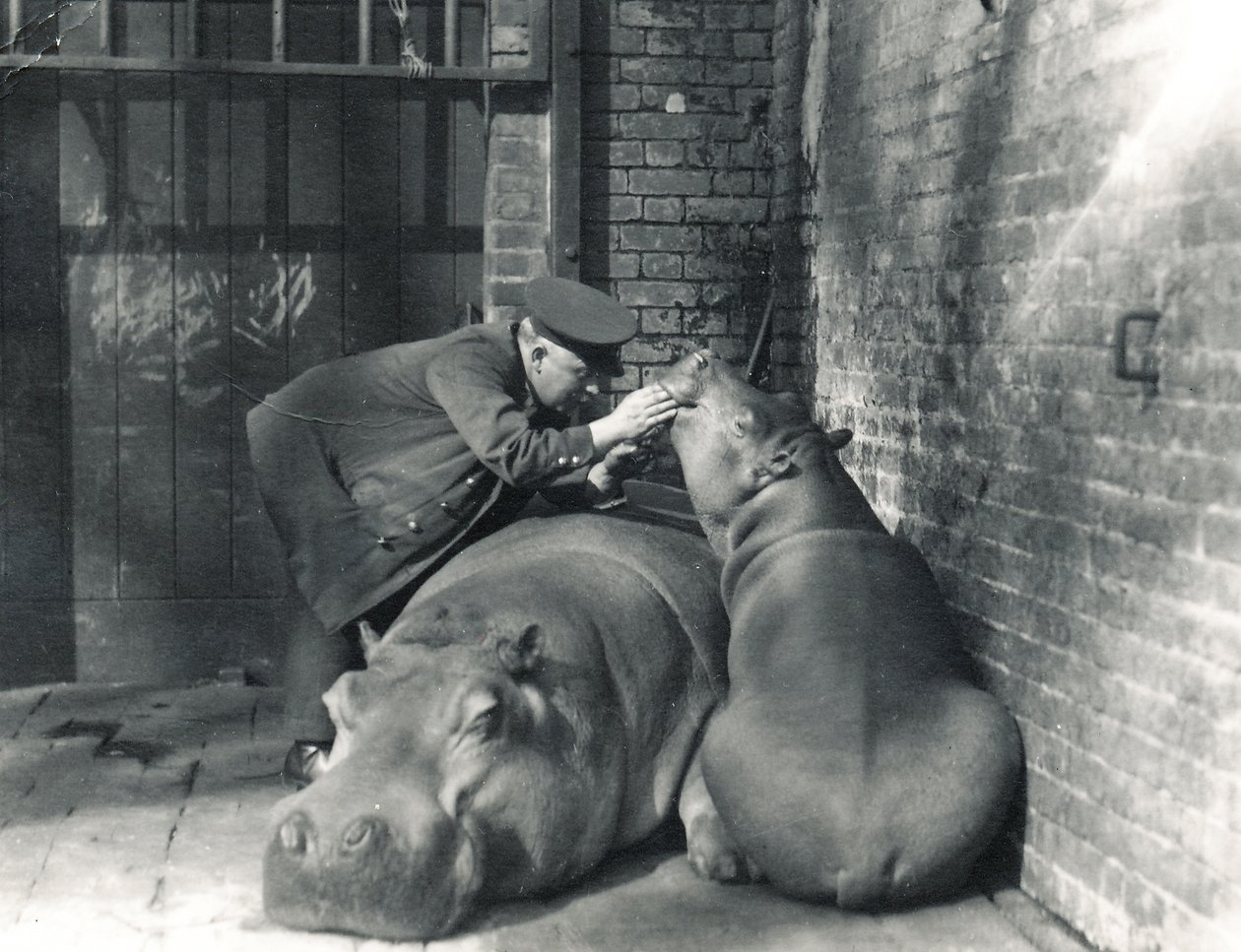 Hroši Jean a Jimmy s ošetřovatelem Erniem Bowmanem v ZSL London Zoo, březen 1927 od Frederick William Bond