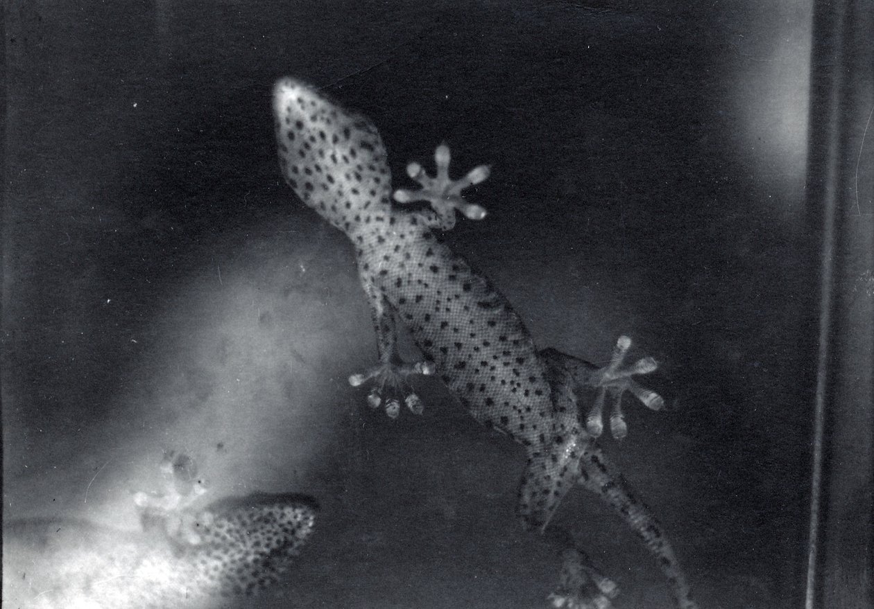 Gecko na skle od Frederick William Bond