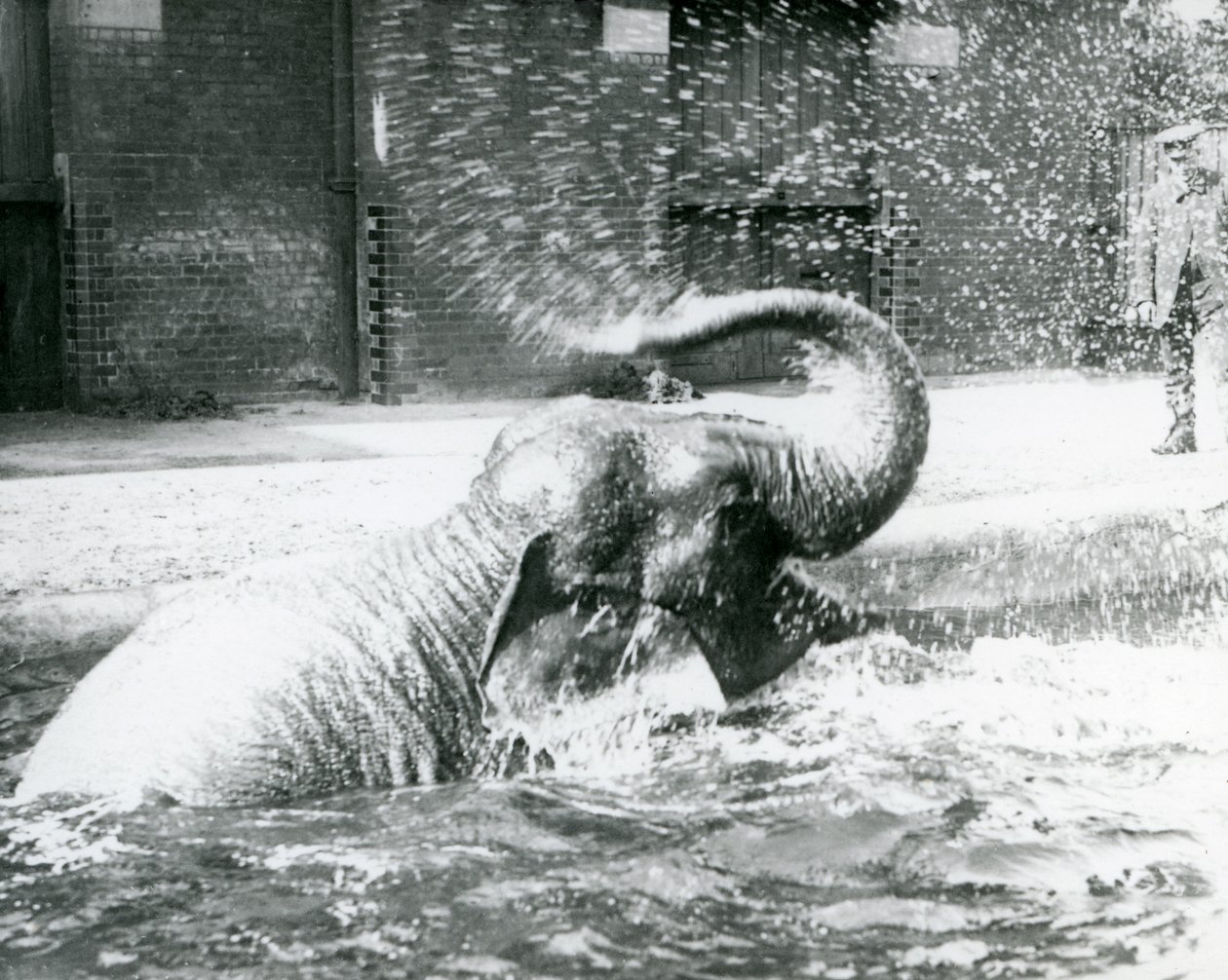 Indiarani se koupe ve svém bazénu, Londýnská zoo, srpen 1923 (čb fotografie) od Frederick William Bond
