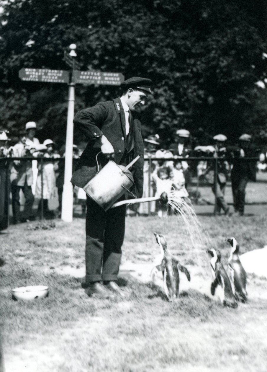 Chovatel, Ernie Sceales, dává třem tučňákům sprchu z konve, Londýnská zoo, 1919 od Frederick William Bond