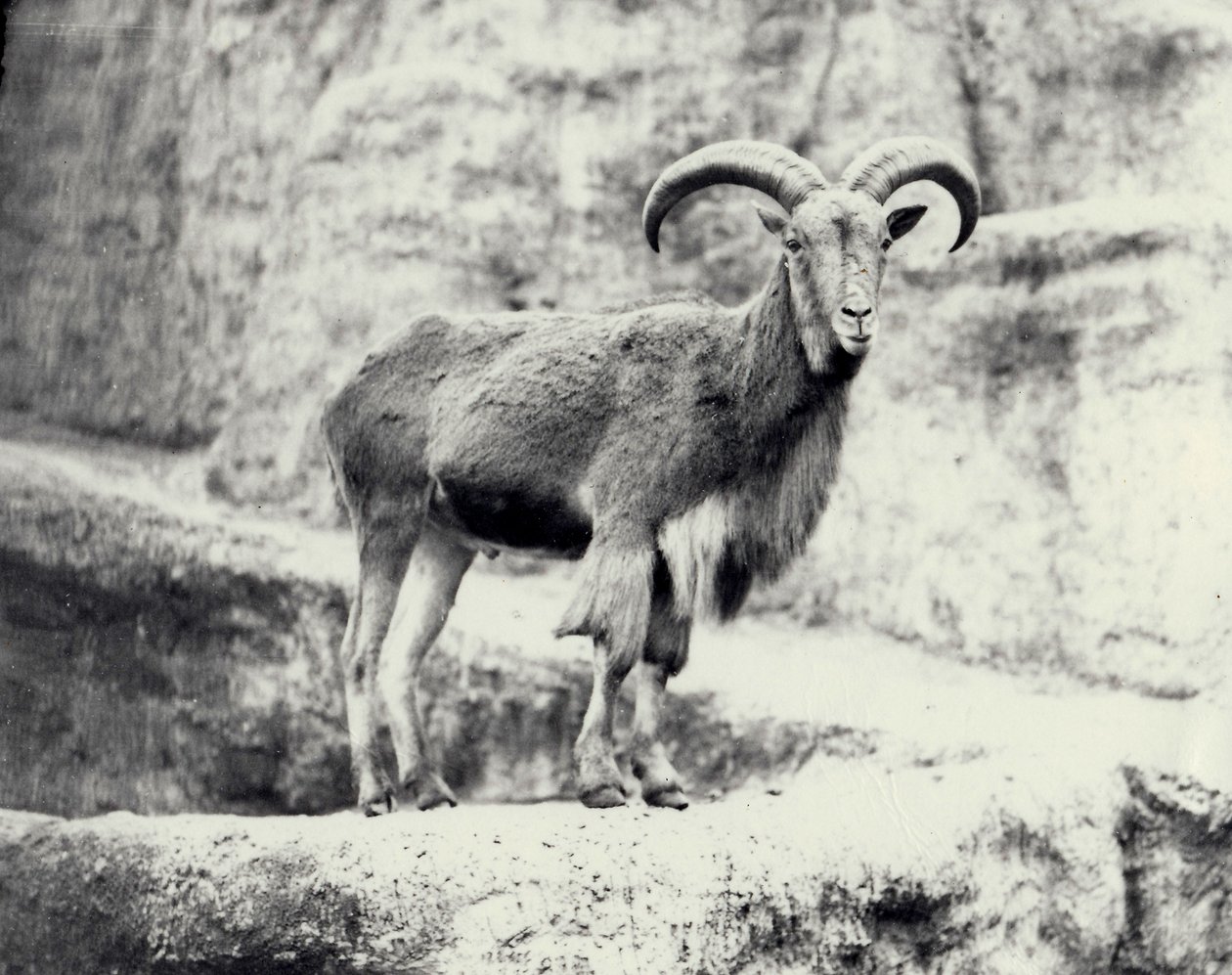 Samci ovcí berberského na terase Mappin, londýnská zoo, květen 1915 od Frederick William Bond