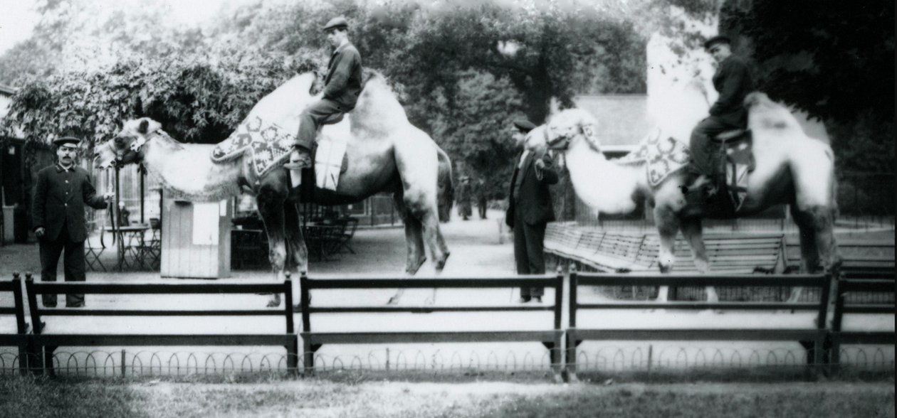 Jezdící na velbloudech vyzdobených na oslavy Dne míru, 19. července 1919 od Frederick William Bond