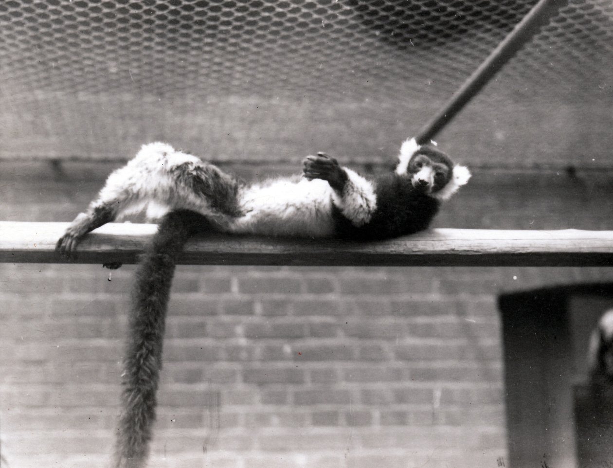 Lemur rudý od Frederick William Bond