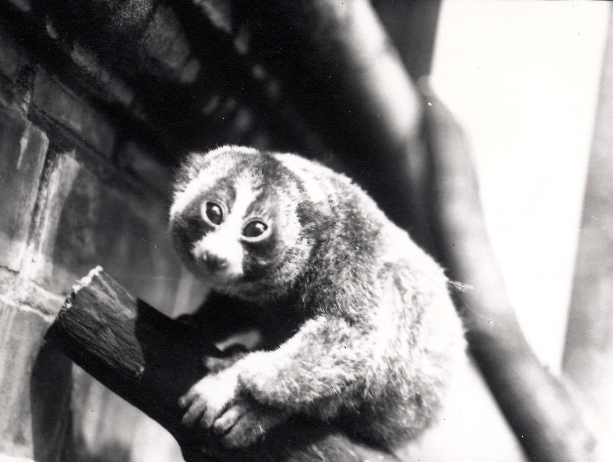 Slow Loris na větvi v zoo, 1913 od Frederick William Bond