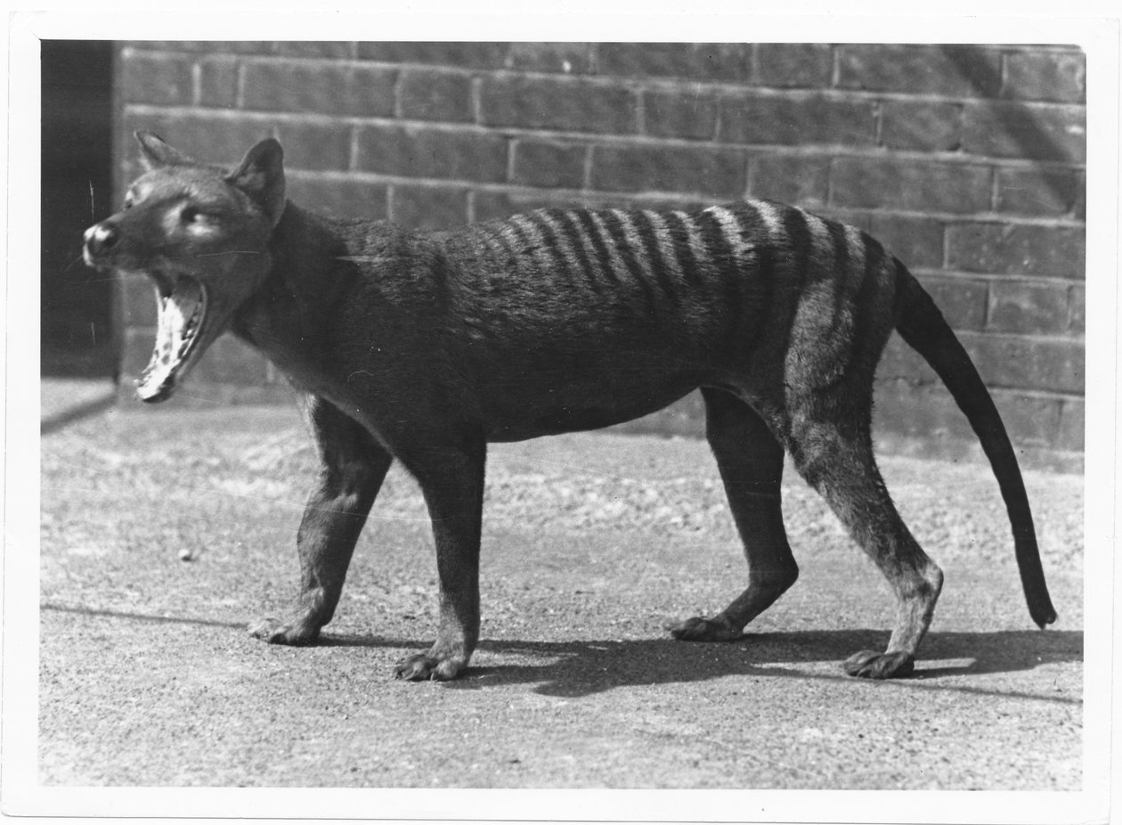 Nyní vyhynulý tasmánský tygr nebo Thylacine, 1914 od Frederick William Bond