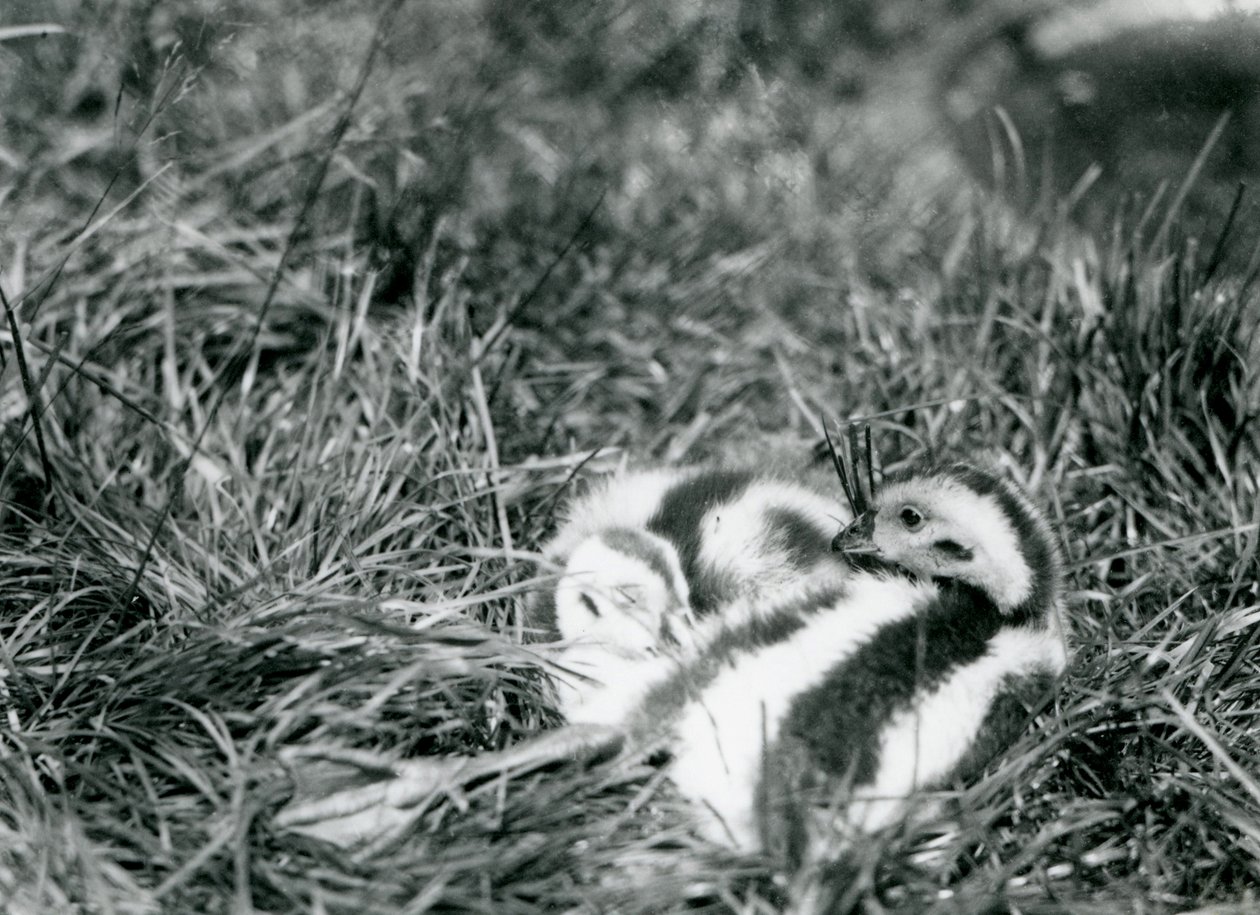 Dvě mladé husy andské v londýnské zoo, srpen 1916. od Frederick William Bond