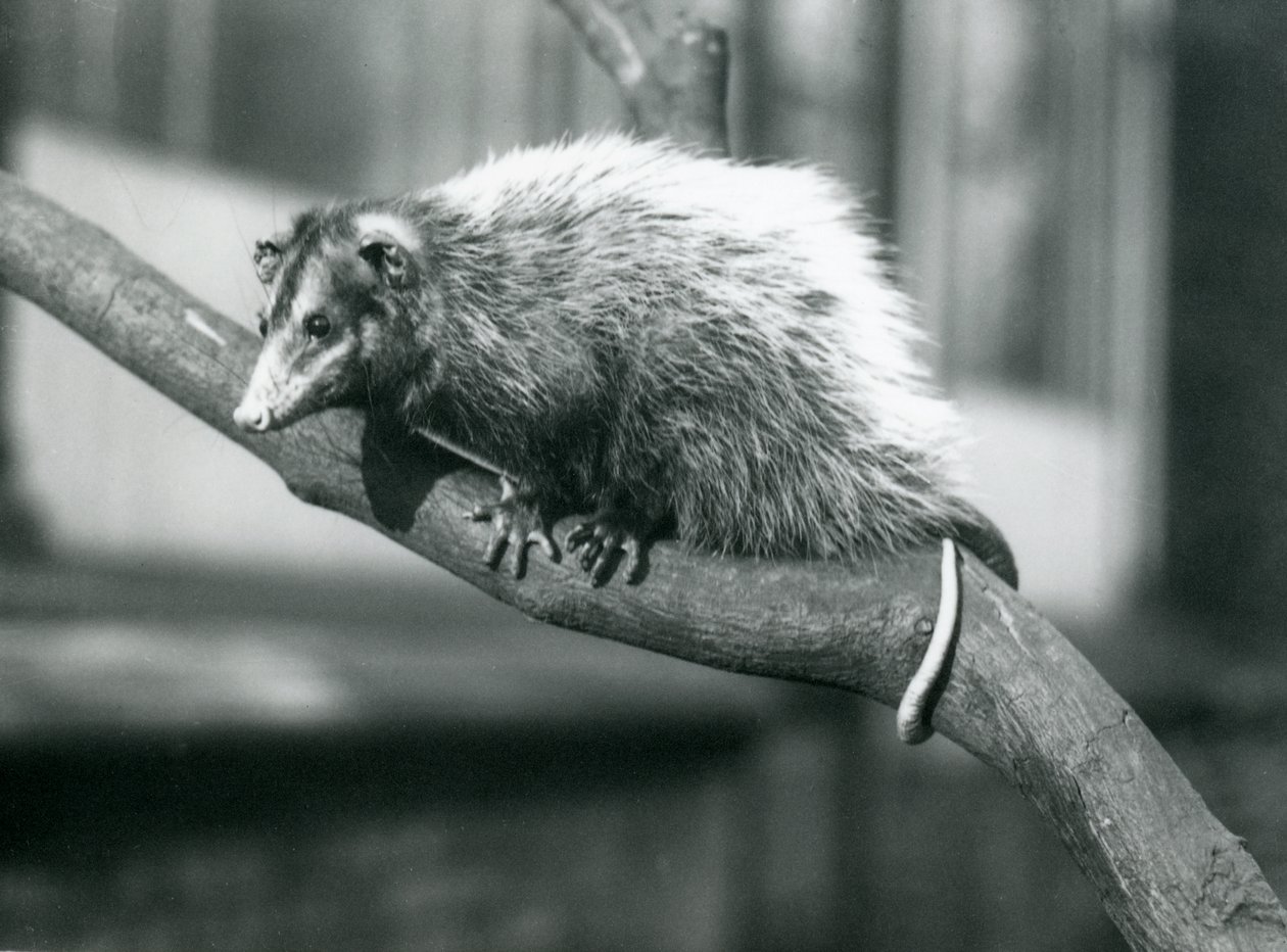 Oposum velkoústá Weidova na větvi v londýnské zoo, listopad 1915 od Frederick William Bond