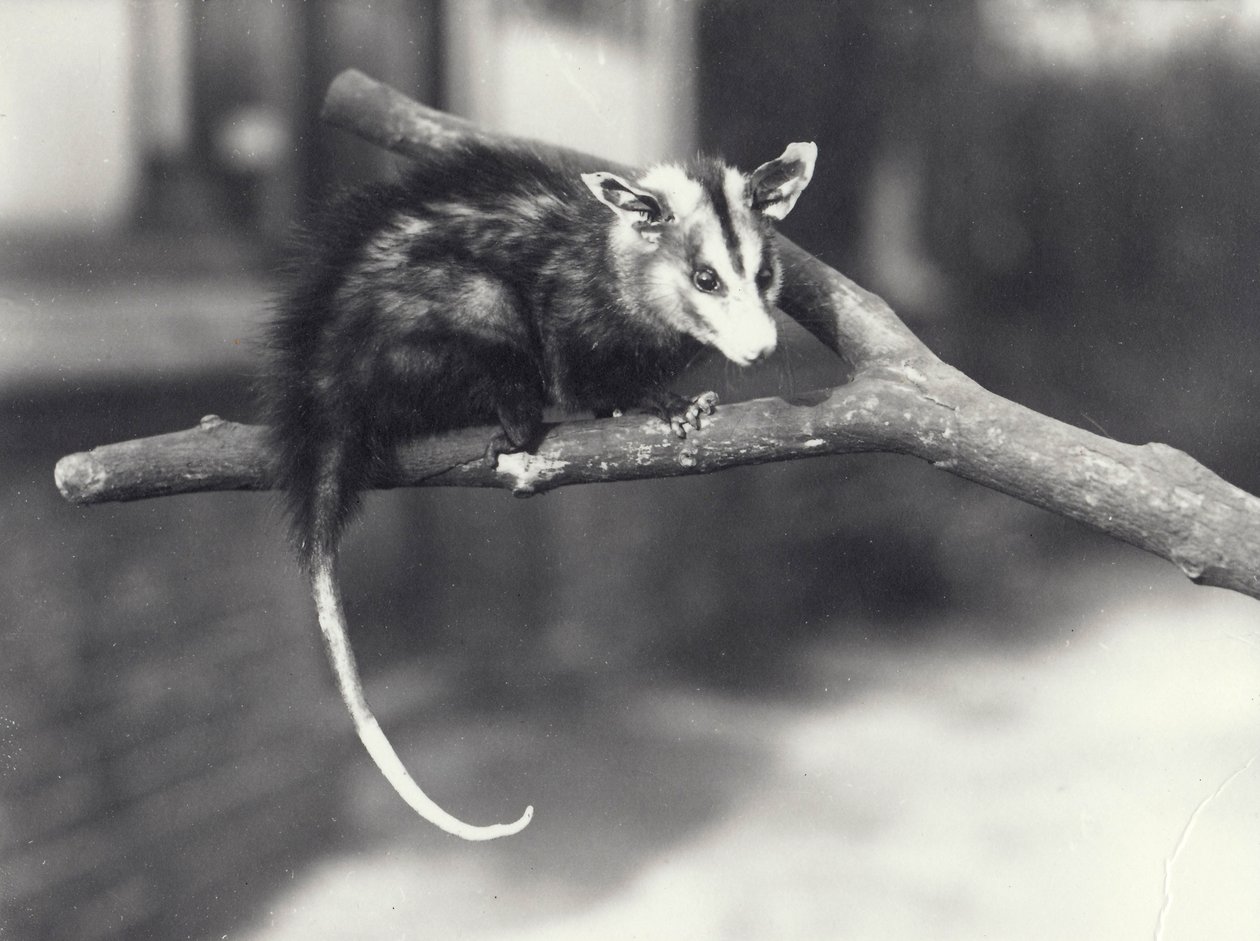 Vačice ušatá na větvi v londýnské zoo, prosinec 1918 od Frederick William Bond