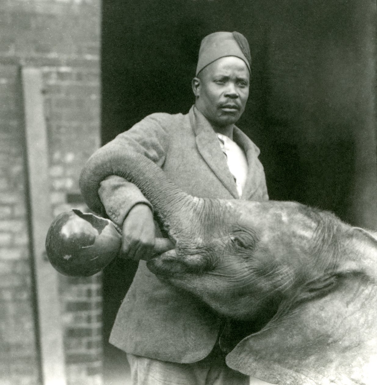 Mládě slona afrického Kiberenge dostává napít od Darishy, Londýnská zoo, září 1923 (čb fotografie) od Frederick William Bond