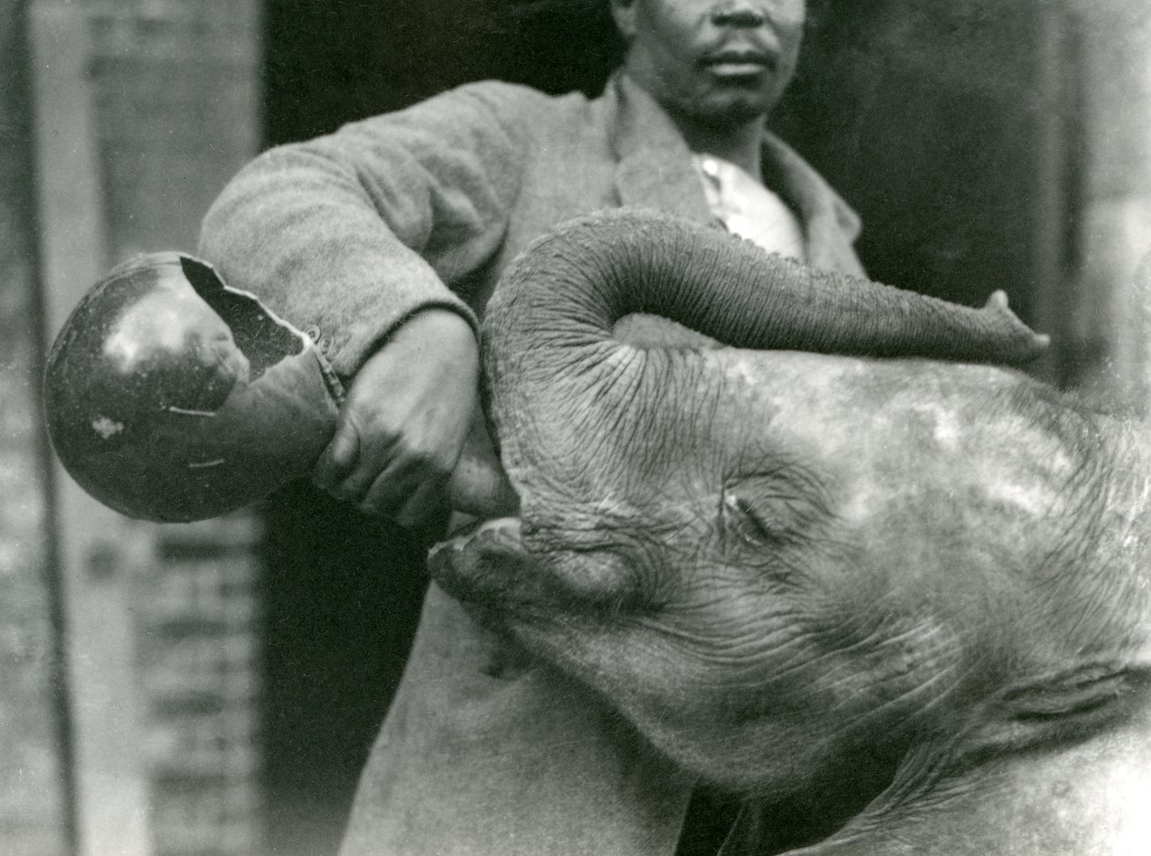 Mládě slona afrického Kiberenge dostává napít od Darishy, zatímco Syed Ali se dívá v pozadí, Londýnská zoo, září 1923 (čb fotografie) od Frederick William Bond