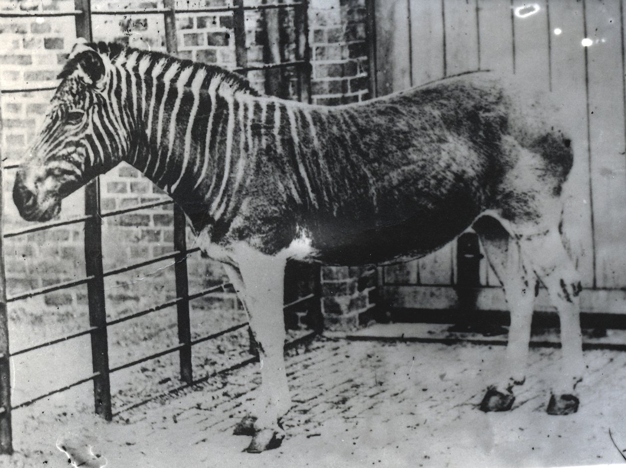 Quagga v ZSL London Zoo, pravděpodobně léto 1870 (čb fotografie) od Frederick York