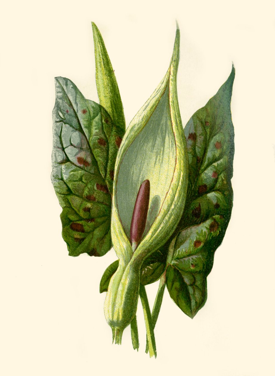 Arum or Cuckoo Pint, 1877. od Frederick Edward Hulme