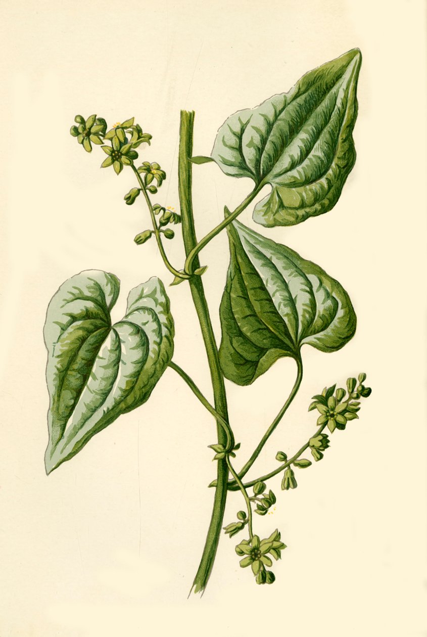 Black Bryony, 1877. od Frederick Edward Hulme