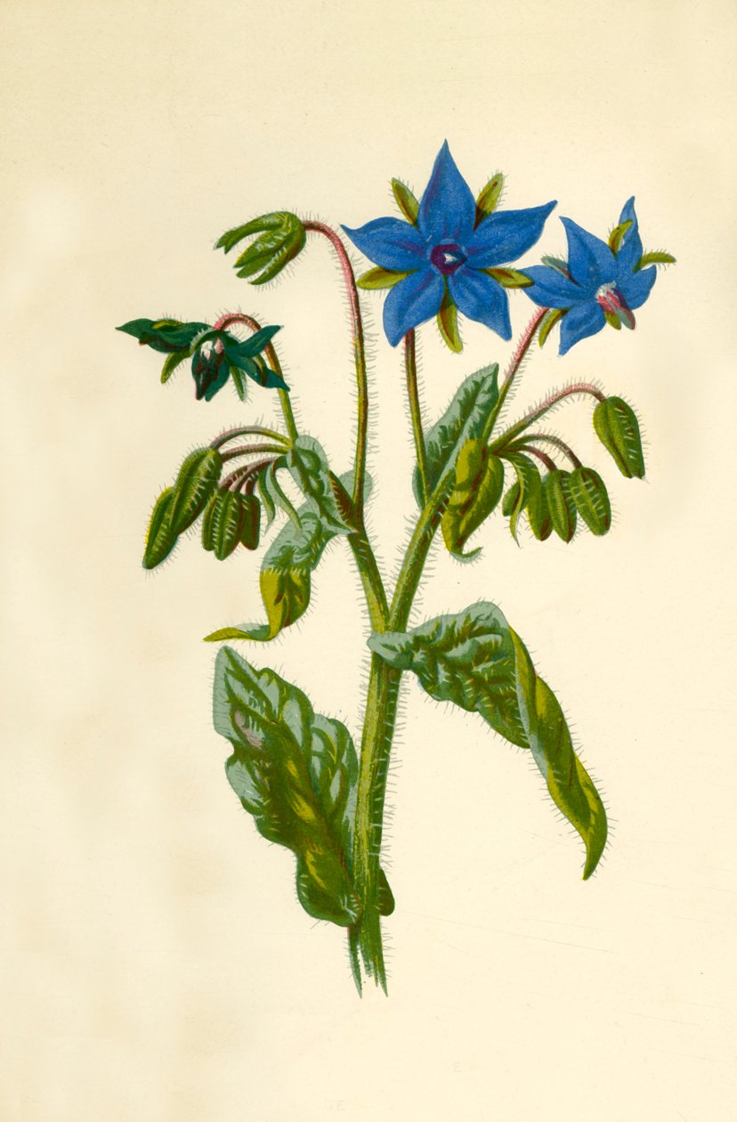 Brutnák lékařský, 1877. od Frederick Edward Hulme
