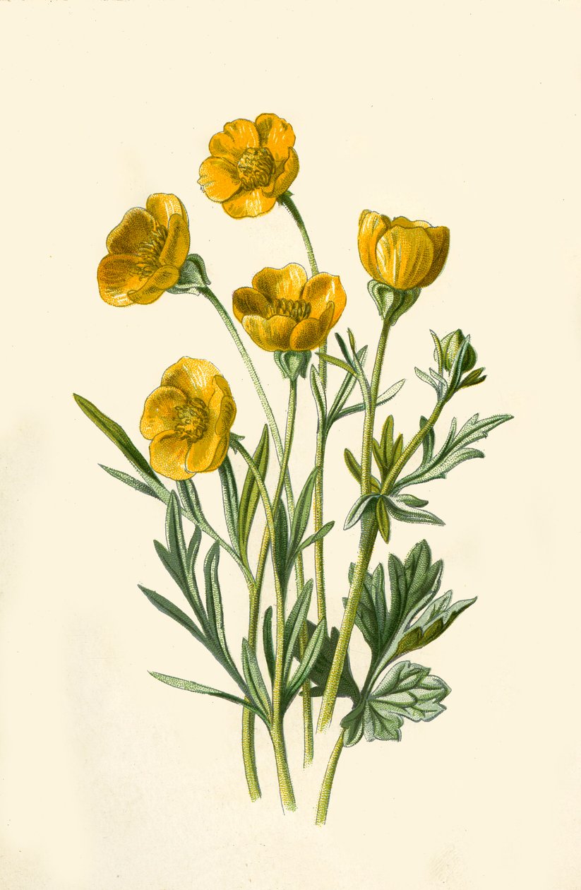 Cibulovitý Crowfoot, 1877. od Frederick Edward Hulme
