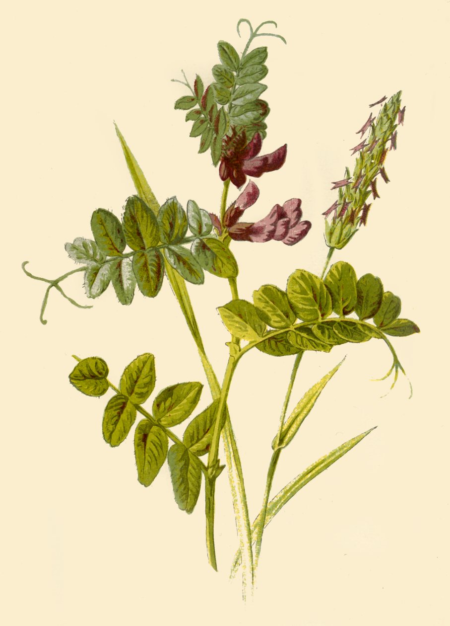 Vetch a sladce vonící jarní tráva, 1877. od Frederick Edward Hulme