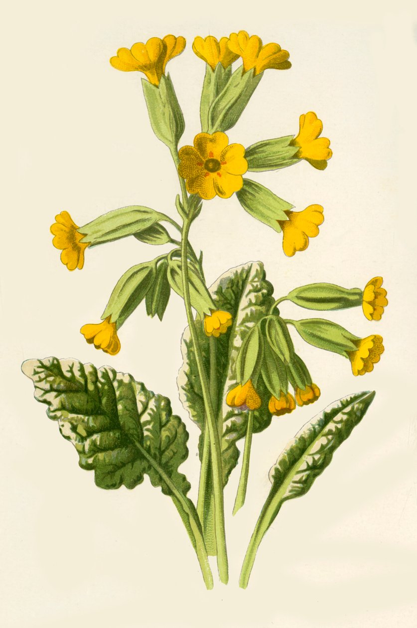 Paprika, 1877. od Frederick Edward Hulme