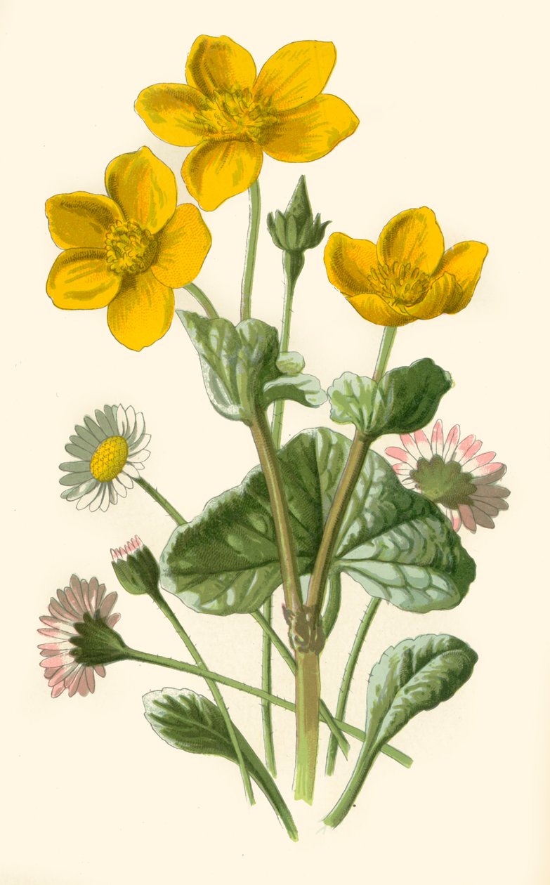 Daisy & Marsh-Marigold, 1877. od Frederick Edward Hulme