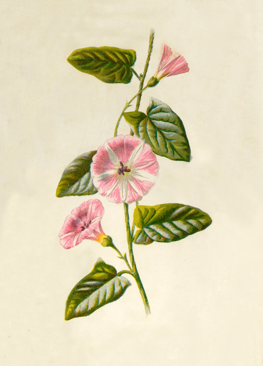 Field-Convolvulus, 1877. od Frederick Edward Hulme