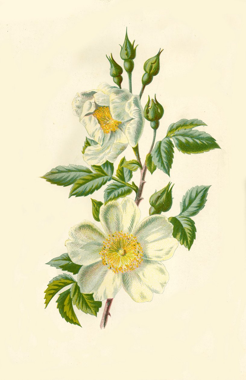 Polní růže, 1877. od Frederick Edward Hulme