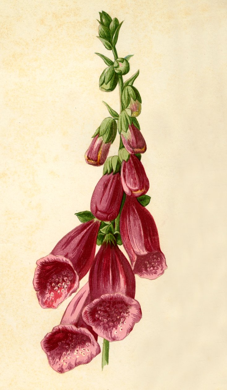 Náprstník, 1877. od Frederick Edward Hulme