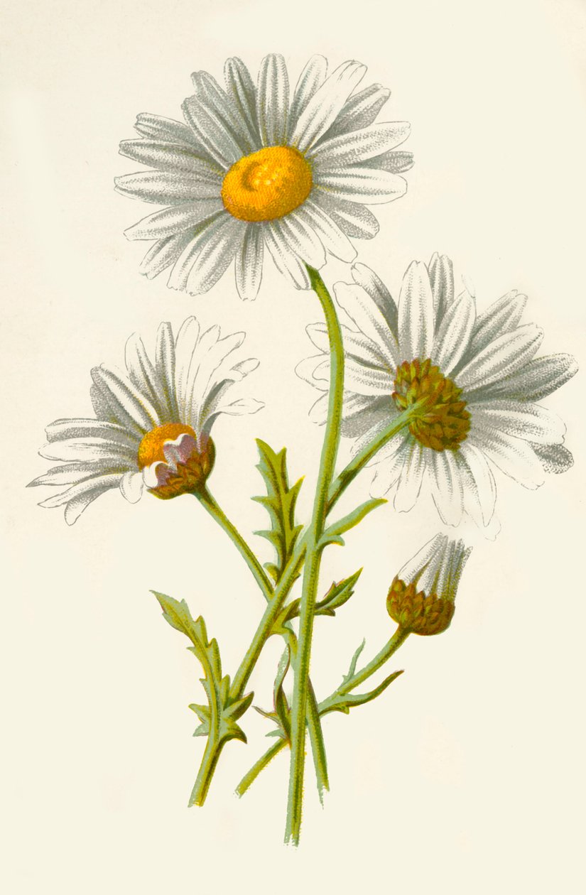 Ox-Eye Daisy, 1877. od Frederick Edward Hulme