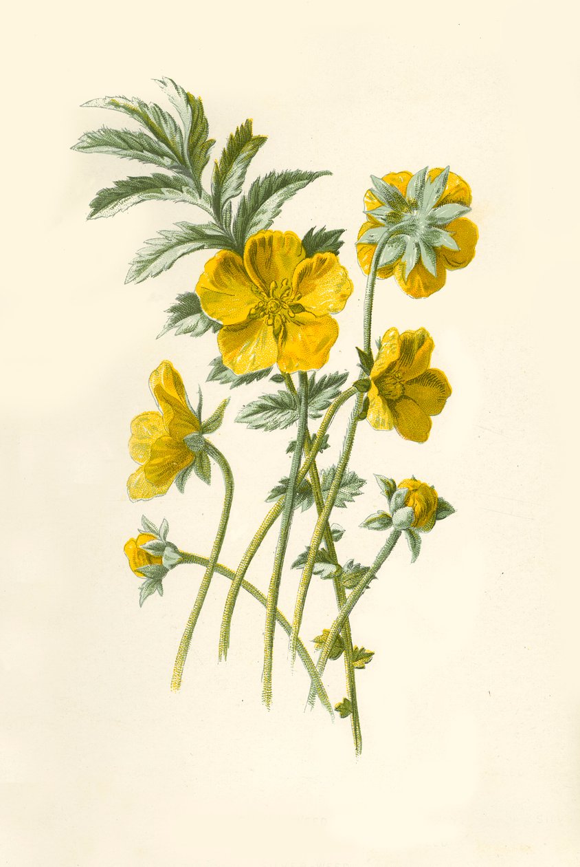 Silver-Weed, 1877. od Frederick Edward Hulme