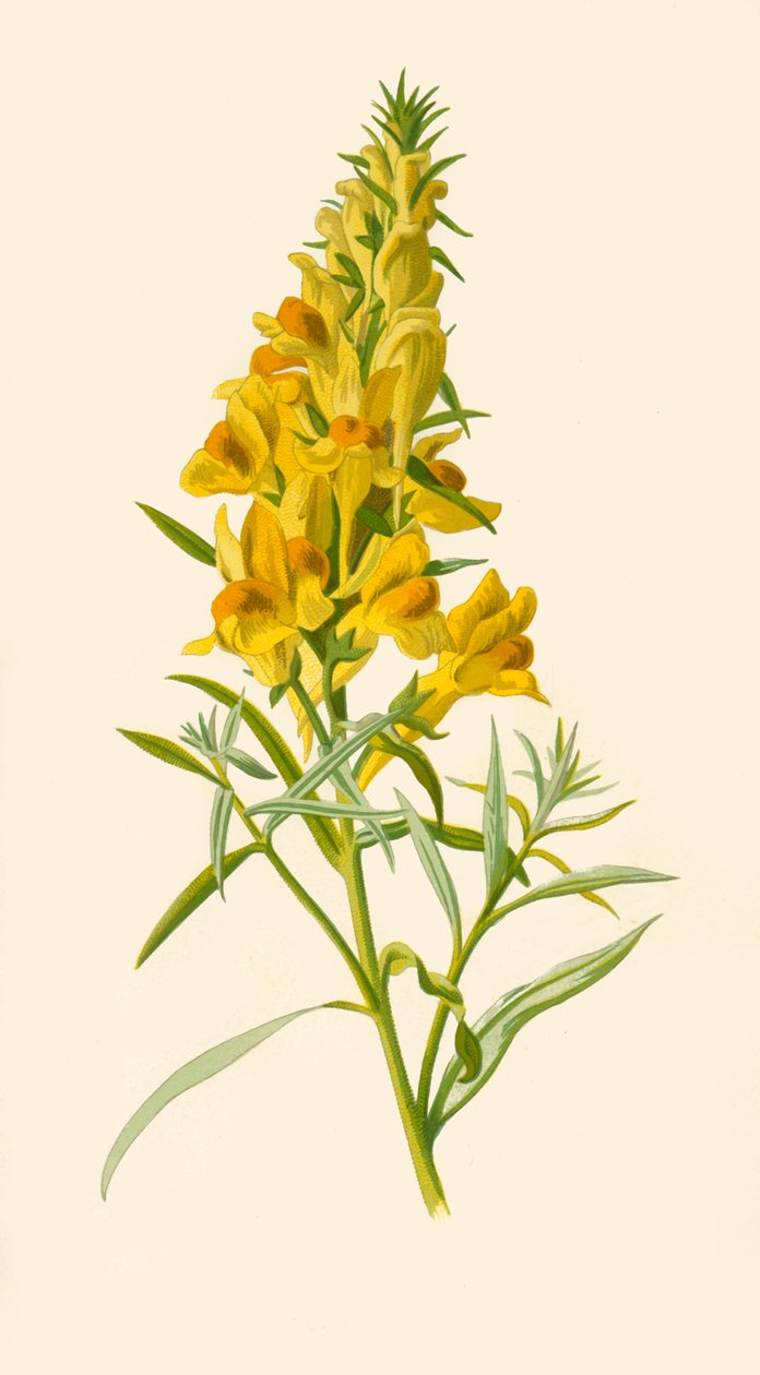Toadflax, 1877. od Frederick Edward Hulme