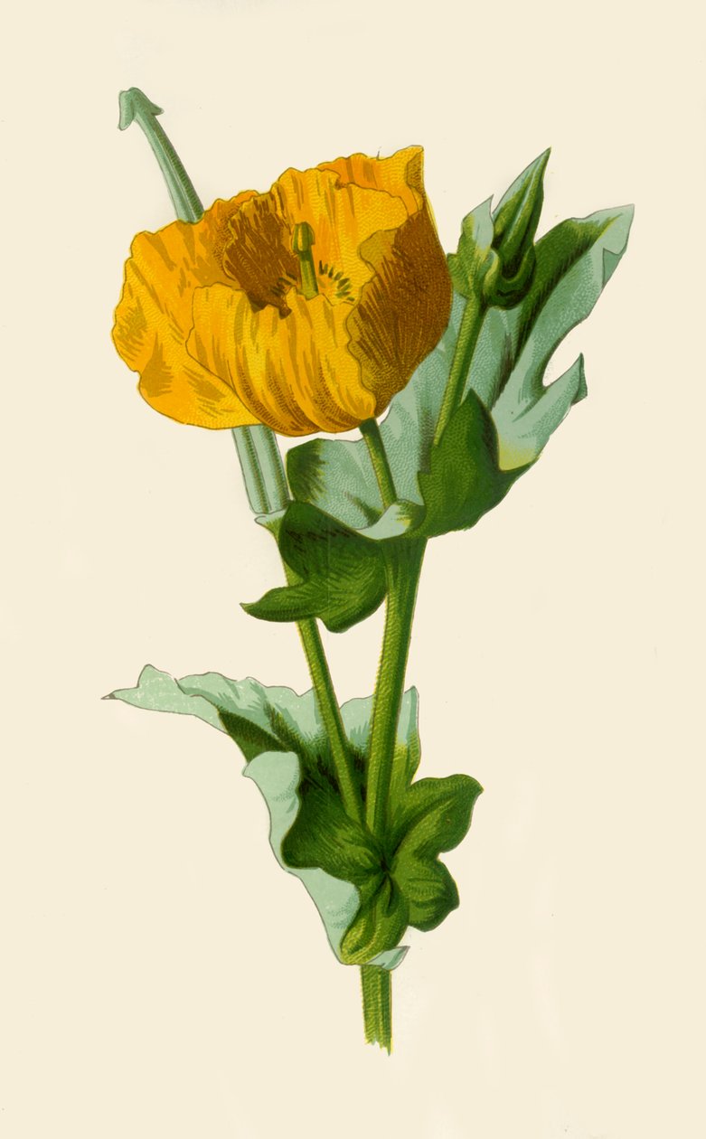 Žlutý mák rohatý, 1877. od Frederick Edward Hulme