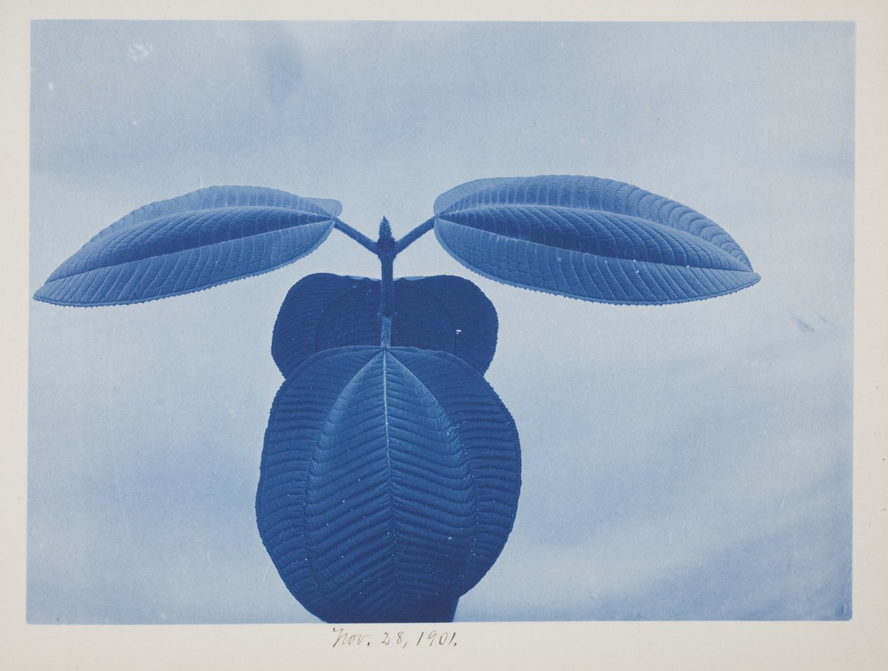 Tibouchina, 28. listopadu od Frederick K. Coulson