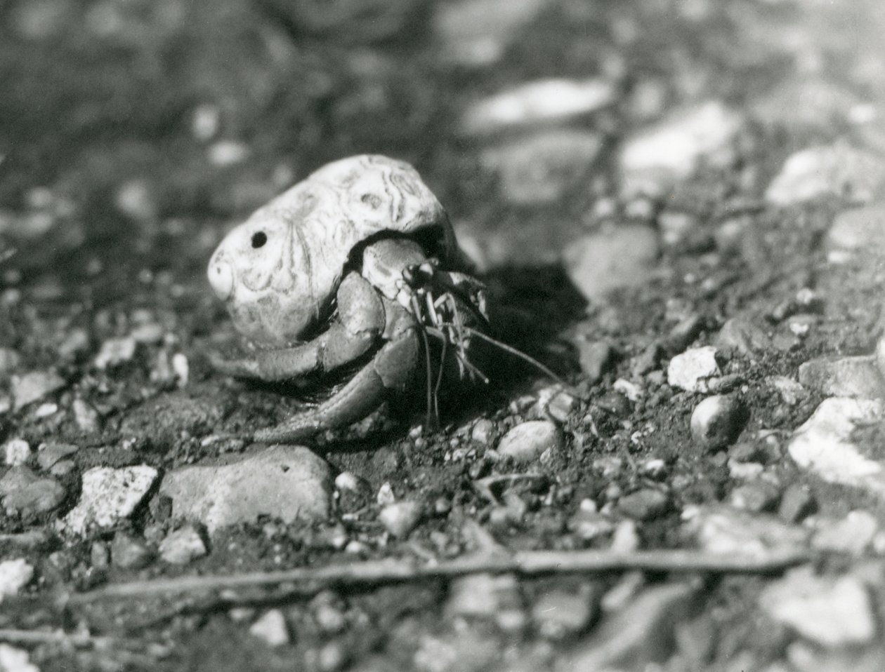 Land Hermit Crab, London Zoo od Frederick William Bond