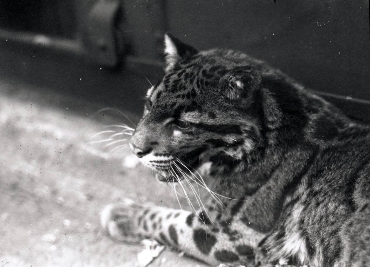 Leopard obláčkový, 1922 od Frederick William Bond