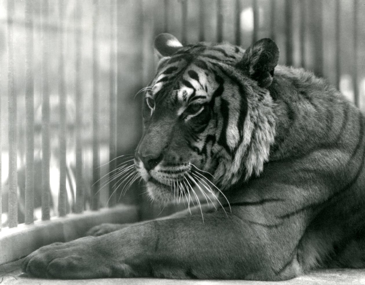 Tiger Sam v londýnské zoo, 1925 od Frederick William Bond