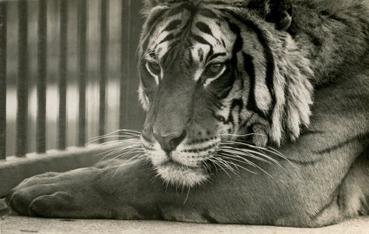 Tiger Sam v londýnské zoo, 1925 od Frederick William Bond