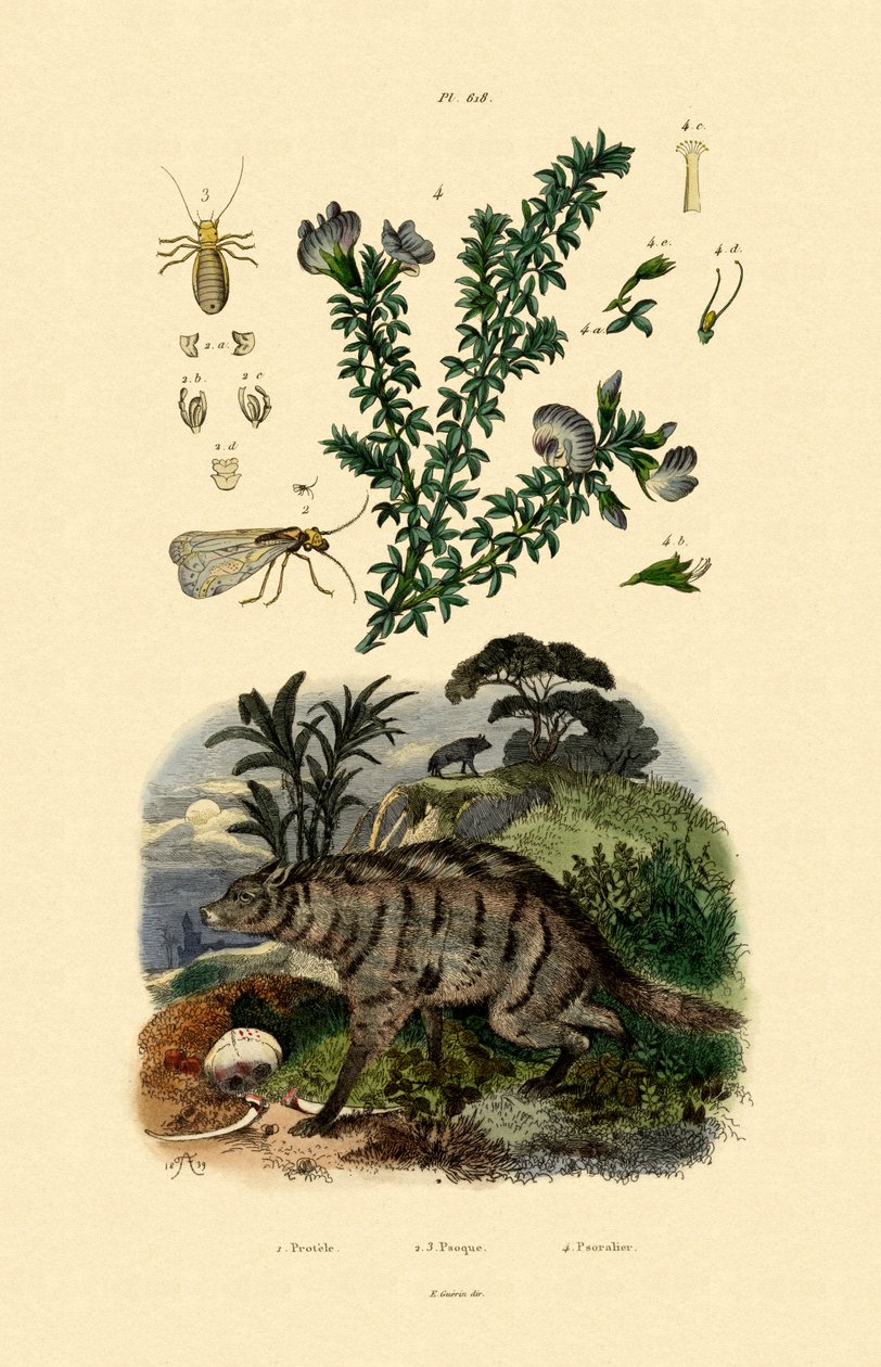 Aardwolf, 1833-39 od French School