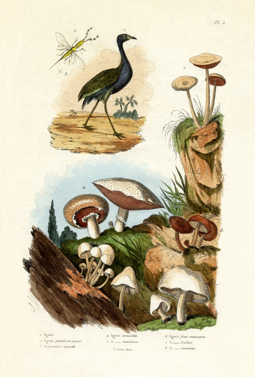 Agami Heron, 1833-39 od French School